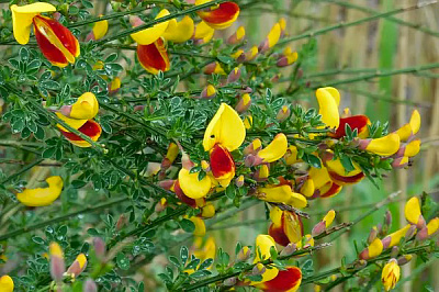 Растение Рокитник венечный Андреанус/CYTISUS scoparius Andreanus С3 Н40