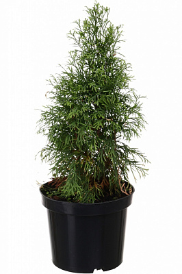 Растение Туя Smaragd Gold C3