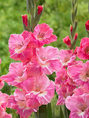 Клубнелуковица гладиолуса Пинк Паррот 3 шт. 