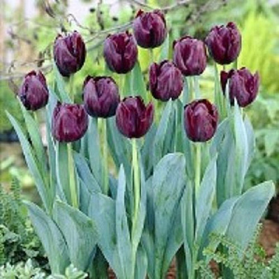 Цибулина Тюльпан Тріумф Блекджек 5 шт.