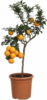 Растение комнатное Цытрус 21х100 см