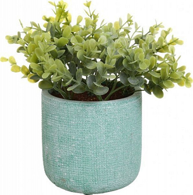 Квіткова композиція Калізія в цементному горщику 9.7х18 см