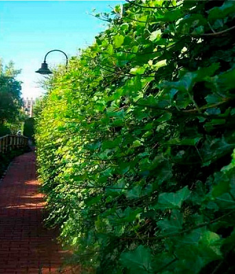 Растение Хедера Гиберника d17/h75