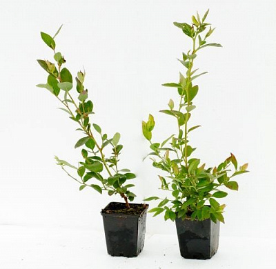 Саженец Брусвяна Голубика Денис 2,0 л