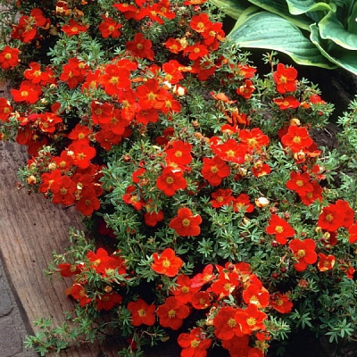 Растение Лапчатка кустарниковый Ред Айс / Potentilla fruticosa Red Ace С3 /Н 10-20