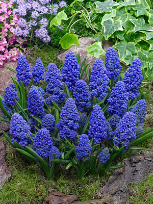 Луковица мускари Блу Спайк 5 шт. TUBERBULB Export B.V.