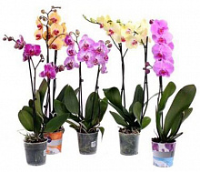 Растение Фаленопсис (орхидея) 12*80 1 ствол Mimesis микс (Ter Laak Orchids)