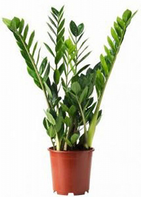 Растение Замиокулькас 19/90