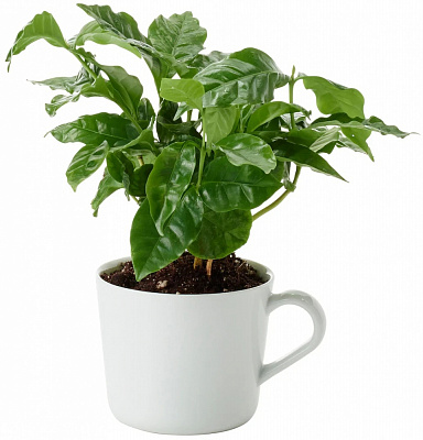 Растение кава у керамічній чашці d6/h15