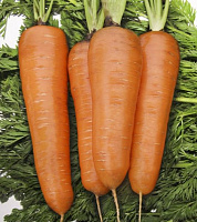 Семена Професійне насіння морковь Курода Шантане 1г (4820176692153)