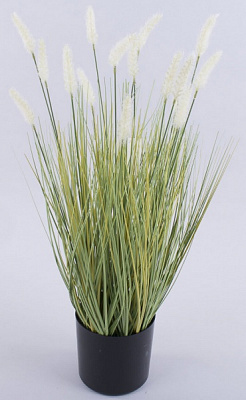 Рослина Лисохвіст Aureovariegatus С2