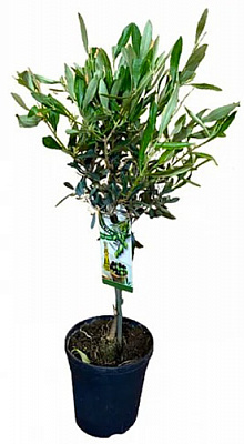 Рослина Оливка 21/100