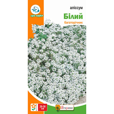 Насіння Яскрава бурачок Аллiсум бiлий