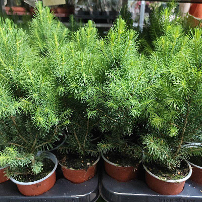 Рослина Ялинка 9х20-25 Conica