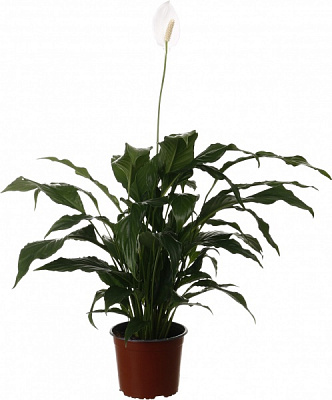 Рослина кімнатна Спатіфіллум 17/70