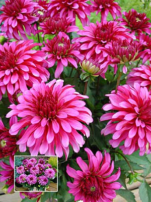 Корнеклубень георгины декоративной Арт Ноуви 1 шт. 