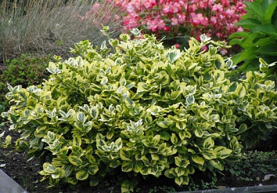 Рослина Бересклет білооблямований С1