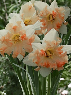 Луковица TUBERBULB Export B.V. нарцисса Кум Лауд 3 шт. 