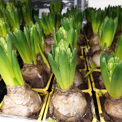 Растение Гиацинт 7x15 желтый