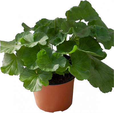 Рослина Герань кембріджська St. Ola С3