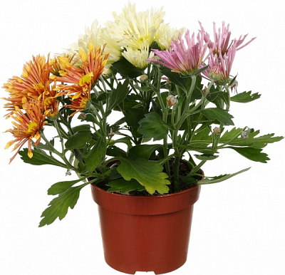 Рослина Хризантема інтенс мікс в горщику d12/h20