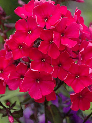 Корневище флокса Старфае 1 шт. 