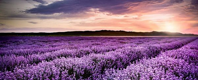 Репродукція Лаванда 150x60 см Styler