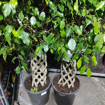 Рослина Фікус бенджаміна 31х130 Exotica стовбур заплетений решіткою