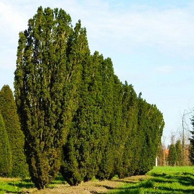 Рослина Тис ягідний Фастігіата Робуста/ Taxus b. 'Fastigiata Robusta'С3/Н20-30