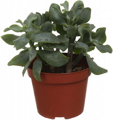 Рослина кімнатна Суккуленти мікс 10.5 см