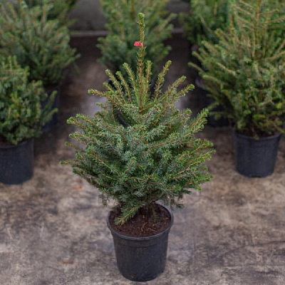 Рослина Ялина сербська (V18-S23 h120-140 WRB+С60)