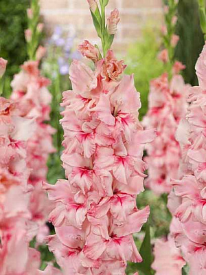 Бульбоцибулина гладіолуса Адреналін 3 шт.