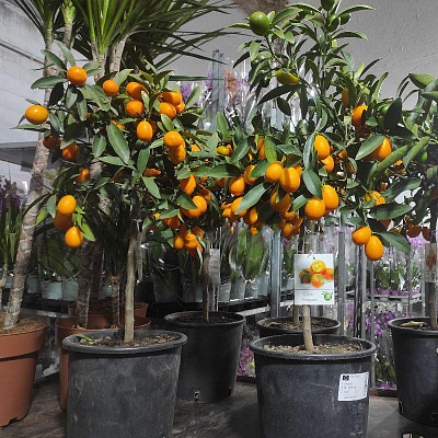 Растение Цитрус кумкват 21*65 на стволе с плодами
