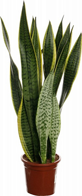 Растение Сансевиерия 20/70