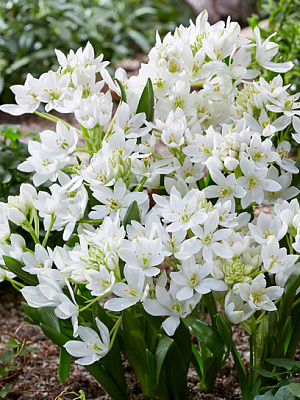 Луковица птицемлечника Уайт Трофи 3 шт. TUBERBULB Export B.V.