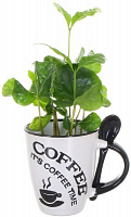 Растение комнатное Кофе в керамической чашке 7х15 см