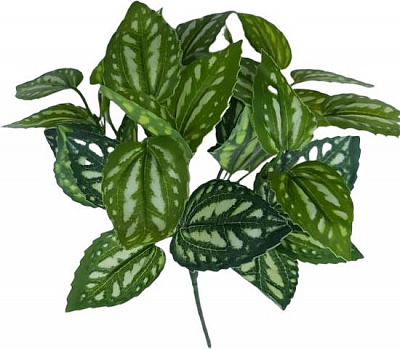 Рослина декоративна Зелень штучна Цинерея 1904 Квіти від королеви