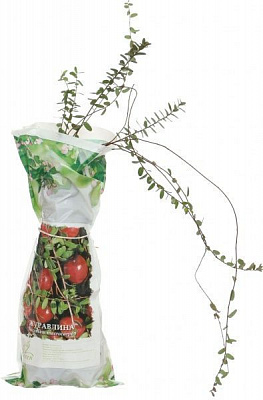 Саженец клюквы Бен Лир