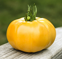 Насіння Професійне насіння томат високорослий Ямамото (KS 10) F1 8 шт. (4820176690784)