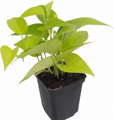 Растение Эпипремнум золотой