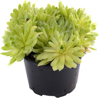 Рослина Семпервівум мікс d9