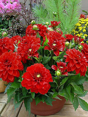 Корнеклубень георгины декоративной Гэллери Ривера 1 шт. 