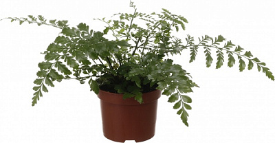 Рослина кімнатна Аспленіум 12/35 сортовий