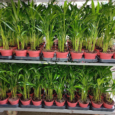 Растение Дипсис 12х40