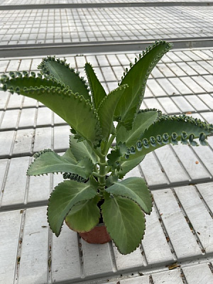 Растение комнатное Каланхое лекарственное d12/h25