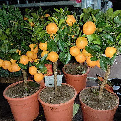 Рослина Цитрус каламондін 18х 50 на стовбурі з плодами
