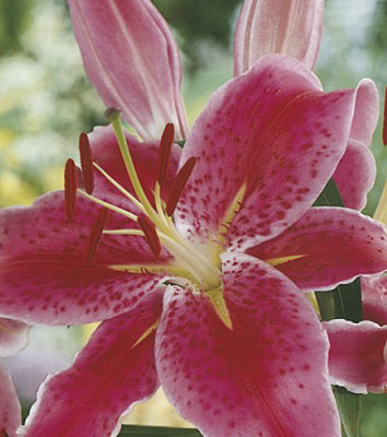 Луковица Яскрава Лилия ориентальная Mero Star 1 шт. 