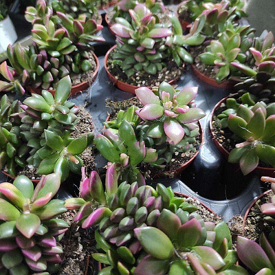 Рослина Анакампсерос (сукулент) 8х10 Rufescens Sunrise