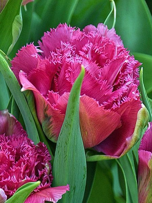 Луковица TUBERBULB Export B.V. тюльпана бахромчатого махрового Матчпоинт 3 шт. 