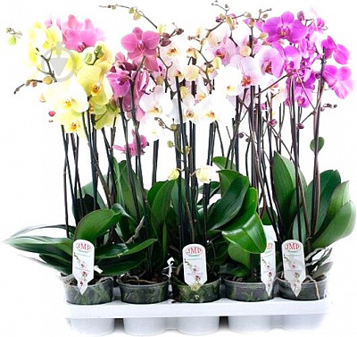 Рослина Фаленопсіс мікс 1 стовбури, 9/35-45